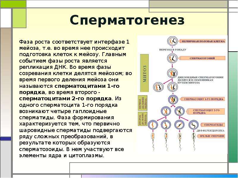 Гаметогенез егэ презентация