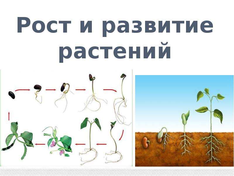 Условия роста растений 6 класс. Этапы развития растений. Рост и развитие растений. Этапы роста растений. Стадии развития растений.
