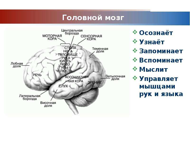 Презентация на тему мозг человека