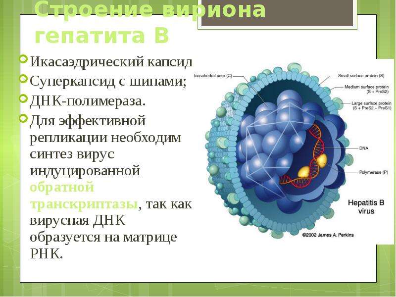 Гепатит в 10 2. Вирус гепатита с капсид суперкапсид. Капсид и суперкапсид гепатита в. Строение вируса РНК капсид. Строение вируса суперкапсид.