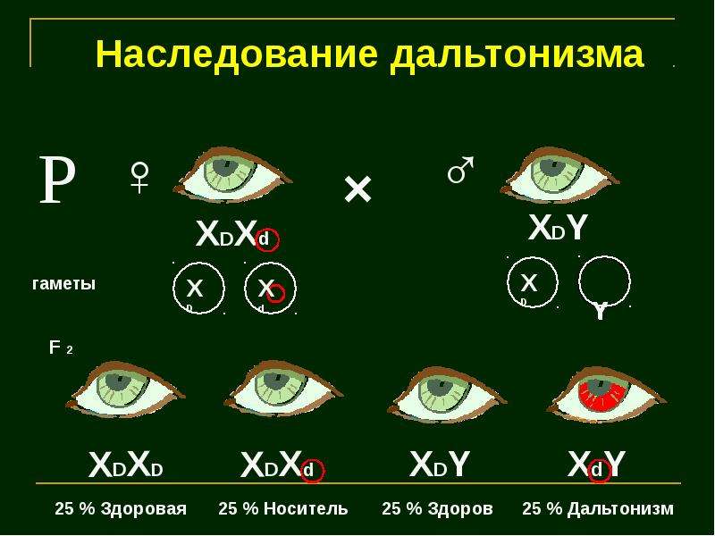 Отец и мать дальтоники. Наследование дальтонизма. Схема наследования дальтонизма. Схема наследования дальтонизма у человека. Дальтонизм наследуется.