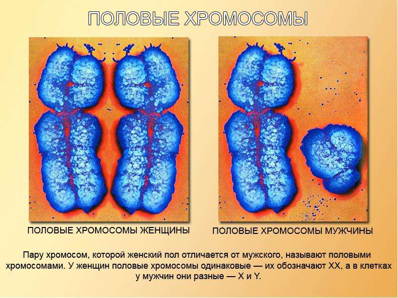 Половые хромосомы фото