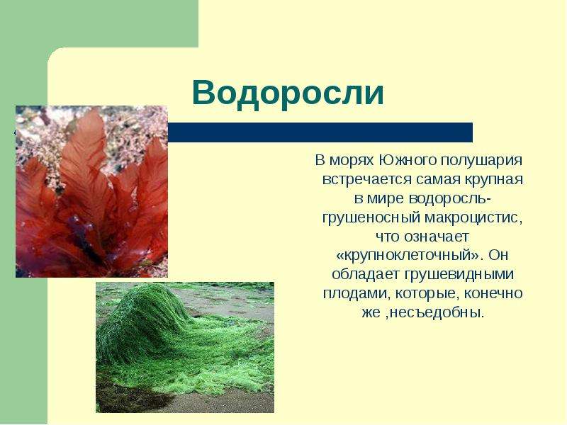 Презентация водоросли их разнообразие и значение в природе