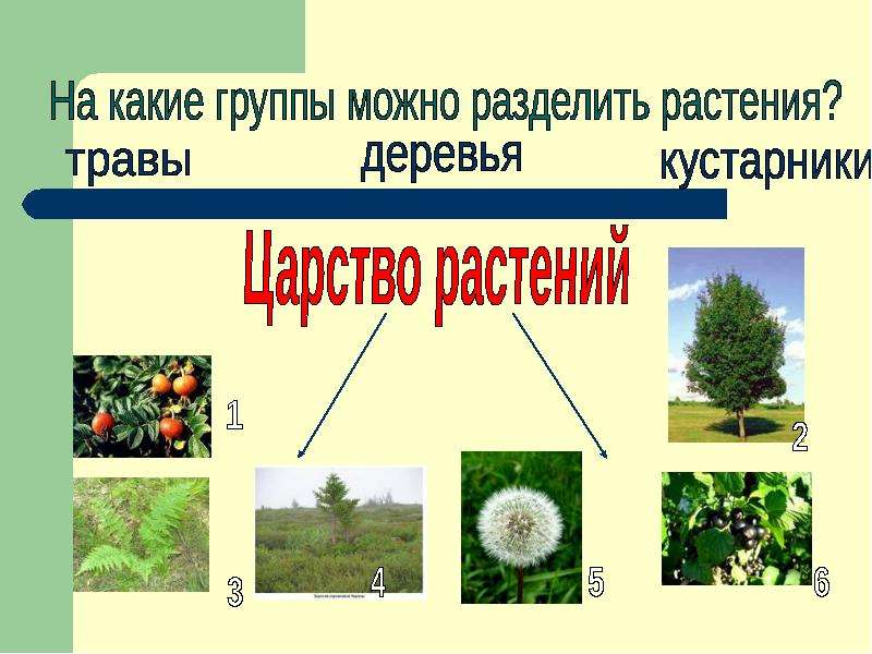 Презентация мир растений окружающий мир 3 класс. Растения для презентации. Разделить растения на группы. Разнообразие растений презентация. На какие группы можно разделить растения.