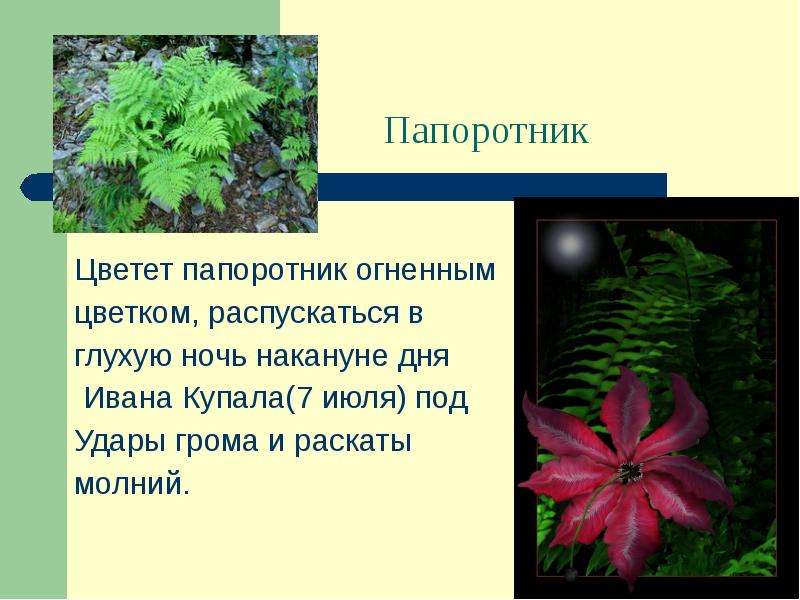 Папоротник сообщение 3 класс окружающий мир. Папоротники презентация. Папоротниковидные растения интересные факты. Папоротники 3 класс. Сообщение о папоротнике кратко.