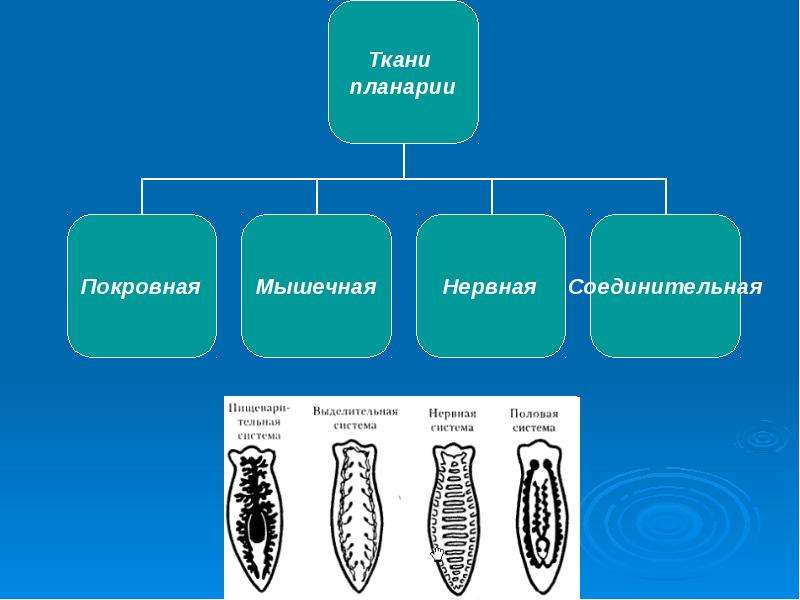 Ткани червей. Плоские черви белая планария ткани. Типы тканей плоских червей. Тип плоские черви ткани. Ткани плоского червя.