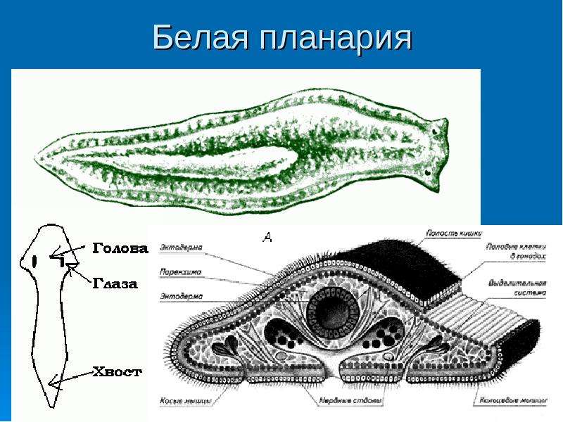Плоские черви наличие полости. Поперечный срез планарии. Кожно мускульный мешок планарии. Плоские черви белая планария. Плоские черви белая планария строение.