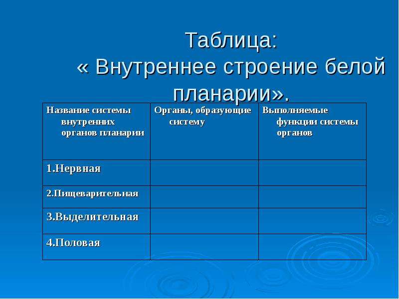 Системы органов белой планарии таблица