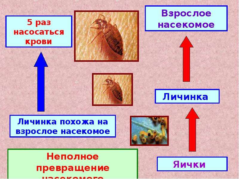 Муравьиный лев полное или неполное превращение. Блохи полное или неполное превращение. Комнатная Муха полное или неполное превращение. Полное и неполное превращение ОГЭ биология. Смена фитоцентозовбиология 6 класс.