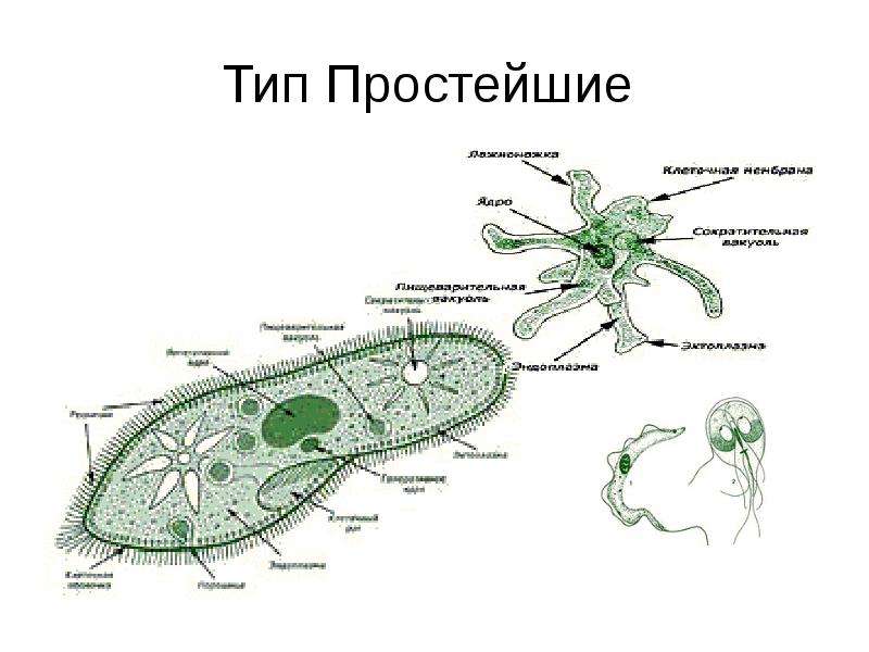 Тип простейшие. Основные виды простейших. Эволюция пищеварительной системы. Тип простейшие. Вид пищеварения, строение протистов.