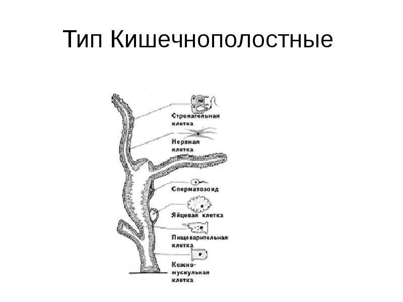 На рисунке изображена пищеварительная система животного. Органы пищеварения кишечнополостных. Пищеварительная система кишечнополостных. Пищеварительная система кишечнополостных схема. Выделительная система кишечнополостных гидра.