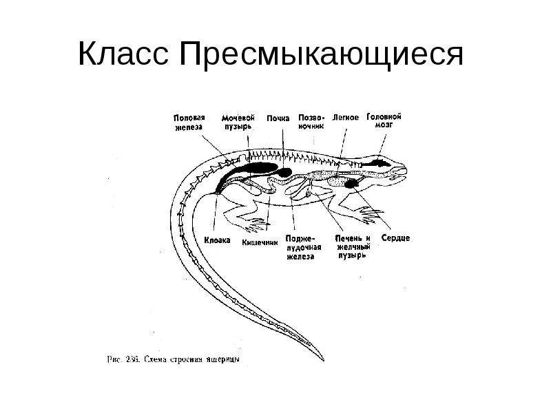 Схема класс пресмыкающиеся 7 класс