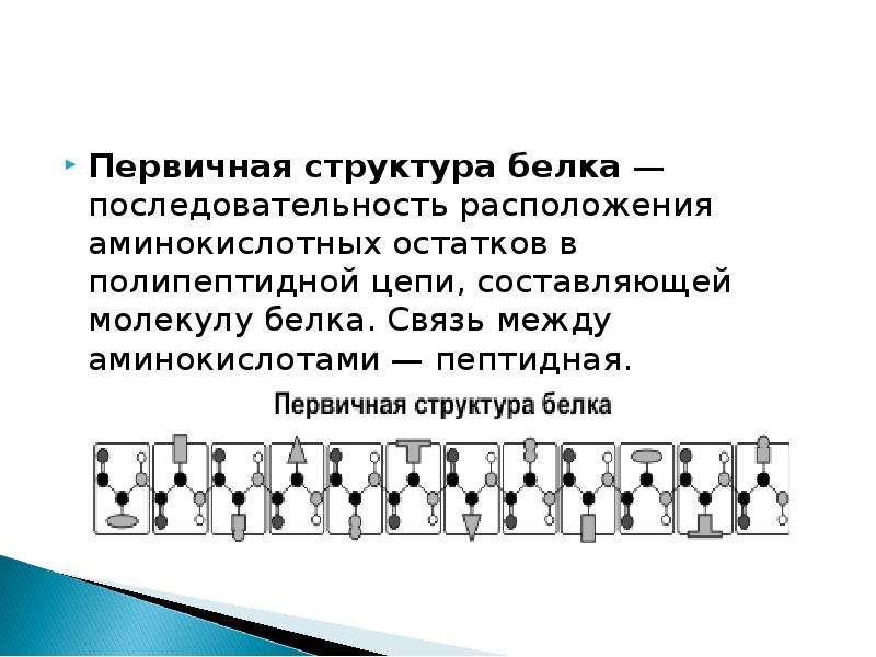 Первичные цепи. Последовательность аминокислотных остатков в полипептидной цепи. Связь между аминокислотами в полипептидной цепи. Последовательность аминокислот в молекуле белка. Как составить полипептидную (белковую) последовательность.