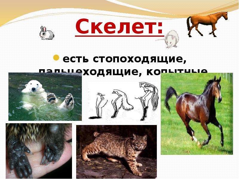 Обобщение по теме млекопитающие 7 класс презентация