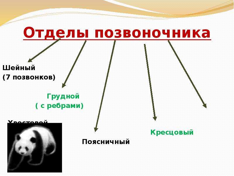 Млекопитающие обобщение презентация