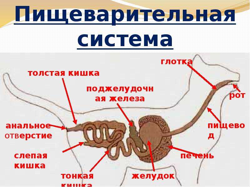 Пищеварение млекопитающих схема