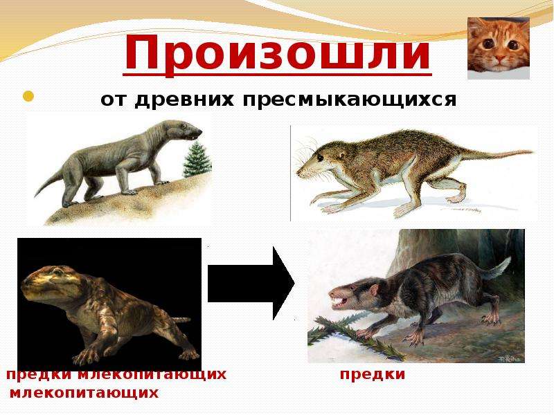 Предки млекопитающих