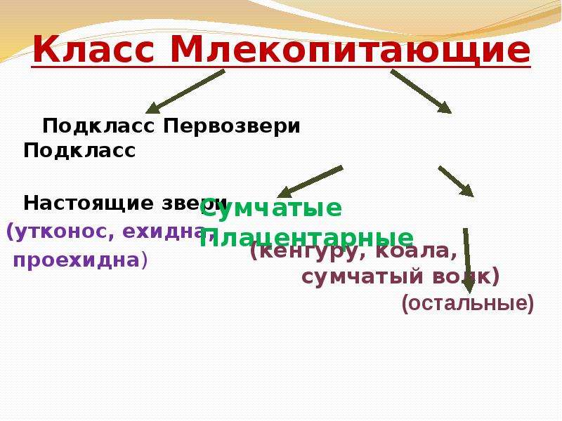 Завершите схему класс млекопитающие подкласс