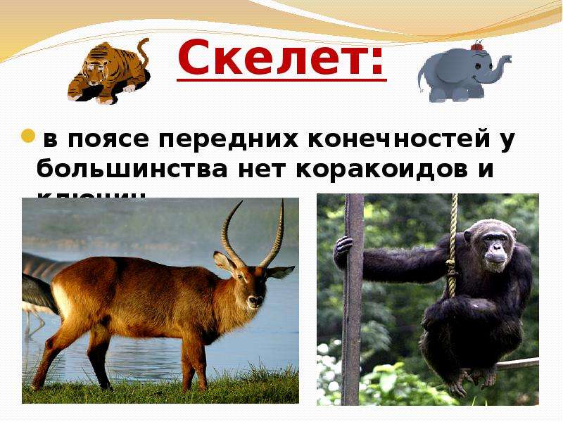 Обобщение млекопитающие 7 класс презентация