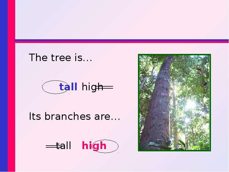 These are tall. High Tall. Tall Tree или High Tree. Tall High презентация. House Tall или High.