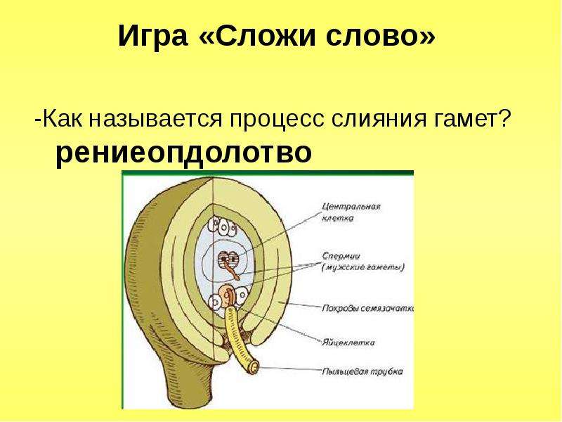 Как называется процесс слияния мужских и женских