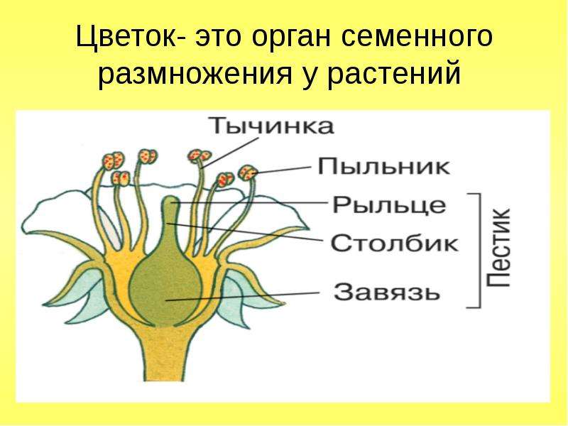 Половое размножение у растений презентация 6 класс