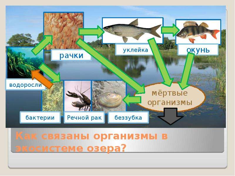 Схема круговорота веществ в сообществе водоема