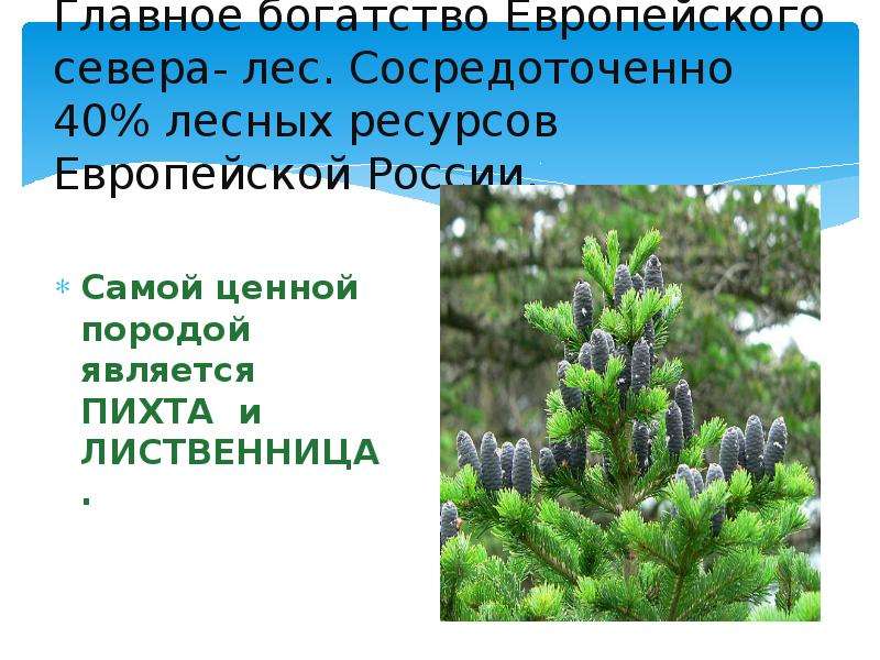 Природные ресурсы европейского севера. Лесные ресурсы европейского севера. Лес европейского севера. Лесные ресурсы европейского севера России. Лес европейского севера России.