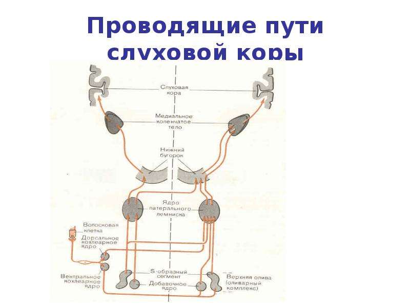 Проводящий путь слухового анализатора схема с подписями