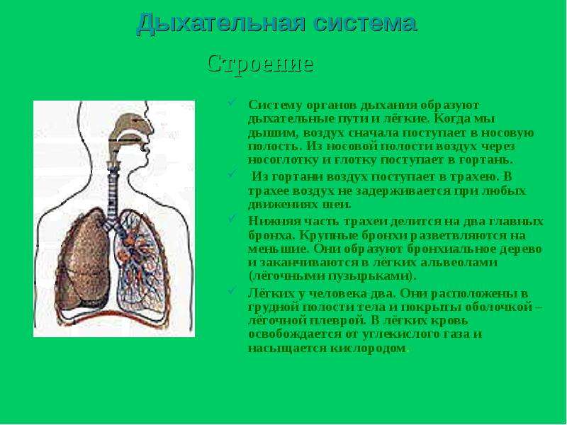 Легкие доклад 3 класс. Система органов дыхания человека 3 класс окружающий мир. Дыхательная система 4 класс. Дыхательная система доклад. Сообщение на тему органы дыхания.