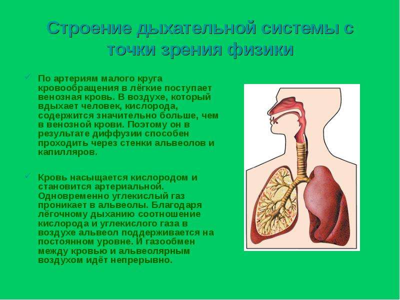 Дыхание с точки зрения физики проект