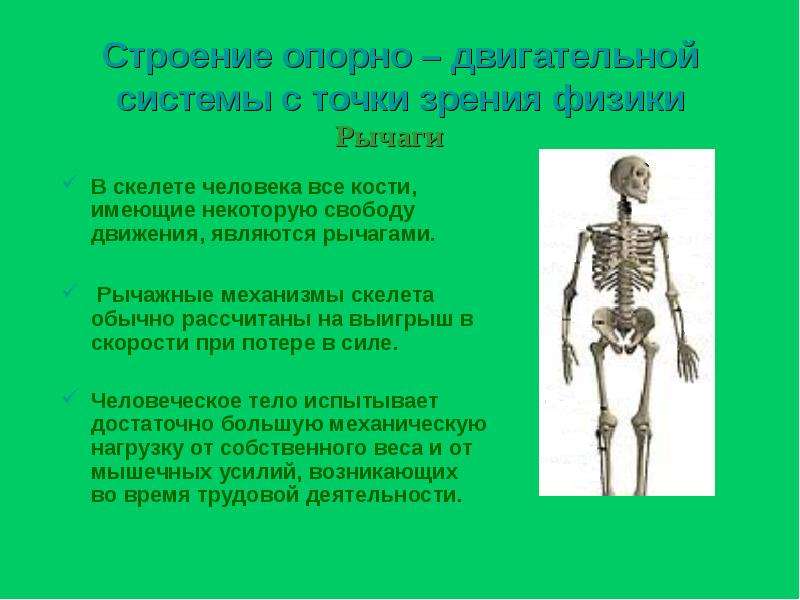 Для скелета не характерна. Анатомия опорно двигательная система скелет. Опорно двигательная система осевой скелет. Строение опорно двигательной системы 8 класс. Сообщение о скелете человека.