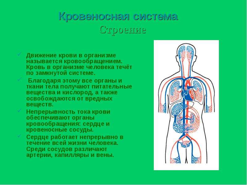 3 класс окружающий мир дыхание и кровообращение. Движение крови у человека. Органы кровеносной системы человека. Кровь и кровеносная система. Организм человека кровеносная система.