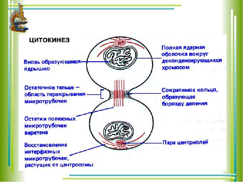 Цитокинез это в биологии