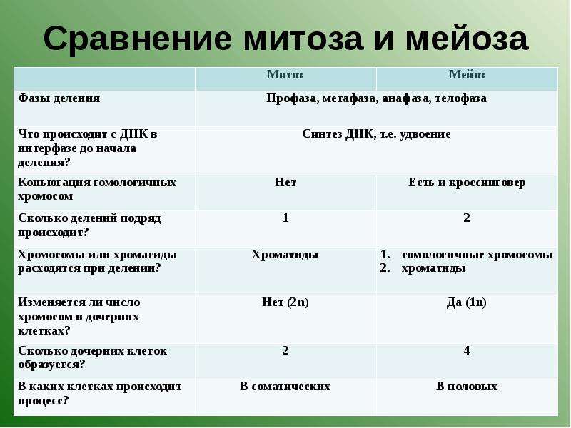 Сравнительная характеристика митоза и мейоза таблица. Сходства и различия митоза и мейоза в таблице. Сходства и отличия митоза и мейоза. Мейоз и митоз сравнительная таблица. Митоз и мейоз таблица по фазам.