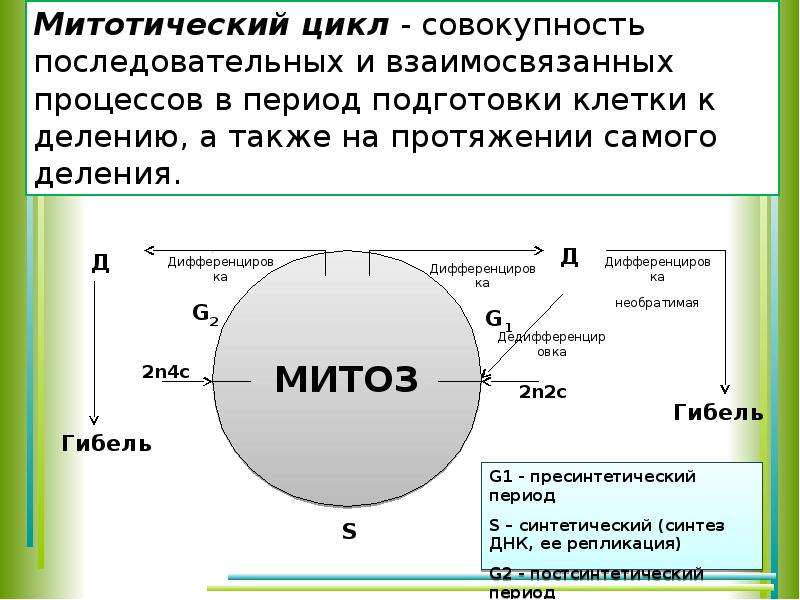 Совокупность последовательных. Митотический цикл соматической клетки таблица. Периоды митотического цикла. Митотический цикл и митоз. Митотический цикл клетки периоды.