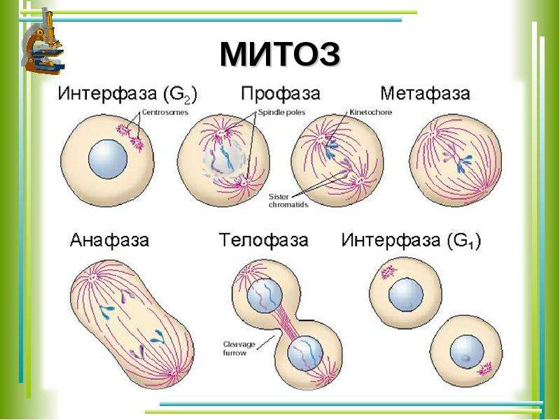 Проект по биологии митоз