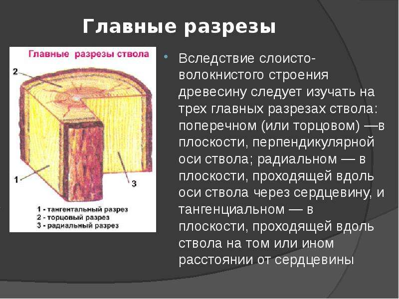 Главный разрез. Основные разрезы ствола. Основные разрезы ствола древесины. Назвать главные разрезы ствола. Строение древесины главные разрезы.