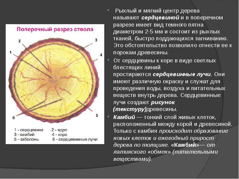 Диаметр сердцевины. Строение древесины. Рыхлый мягкий центр дерево. Поперечный разрез дерева. Поперечный разрез древесины называется.