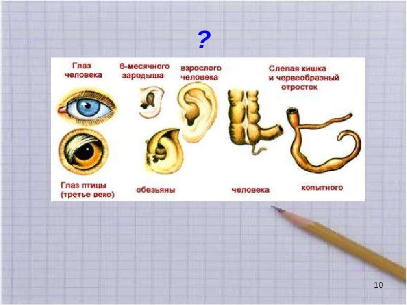 Рассмотрите рисунок охарактеризуйте тип развития