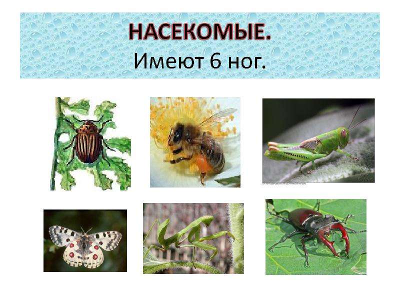 Насекомые имеют. Насекомые имеют шесть ног. Насекомые имеющие 8 ног. Насекомые с 6 конечностями.