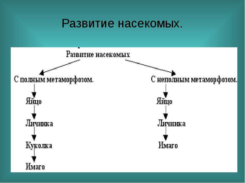 Схема типы развития животных