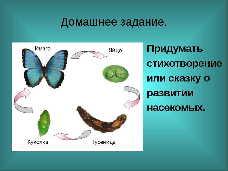 Презентация на тему развитие животных с превращением и без превращения 7 класс