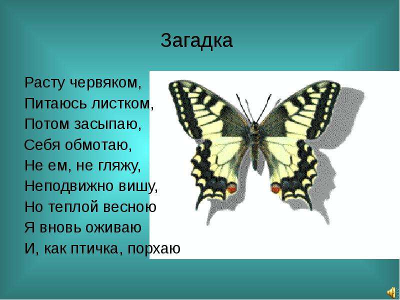 Загадка растет. Расту червяком питаюсь листком потом. Загадка про превращение.