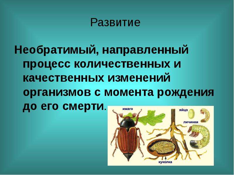 Презентация по биологии развитие животных с превращением и без превращения