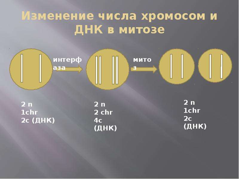 Определите число хромосом и молекул днк. Набор хроммосом в амитозе. Митоз число хромосом и ДНК. Число хромосом в митозе. Изменение числа хромосом и ДНК В митозе.