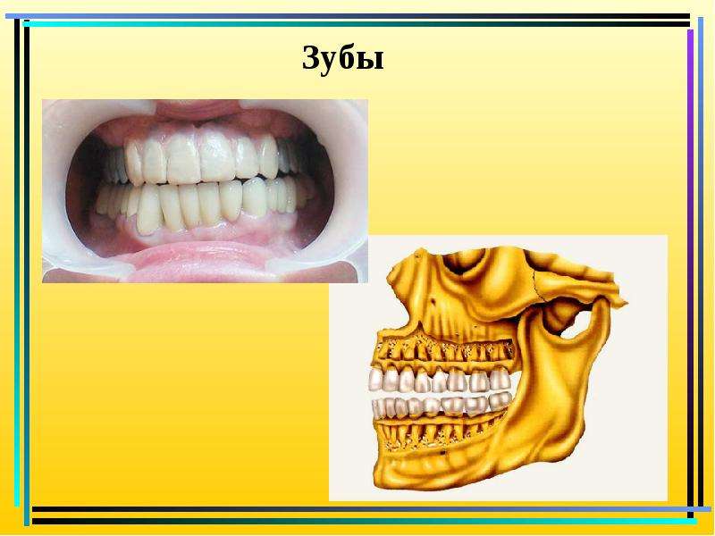 Проект про зубы 8 класс биология