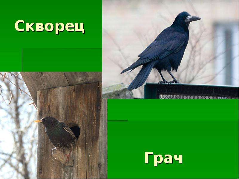 Грач и скворец фото отличие