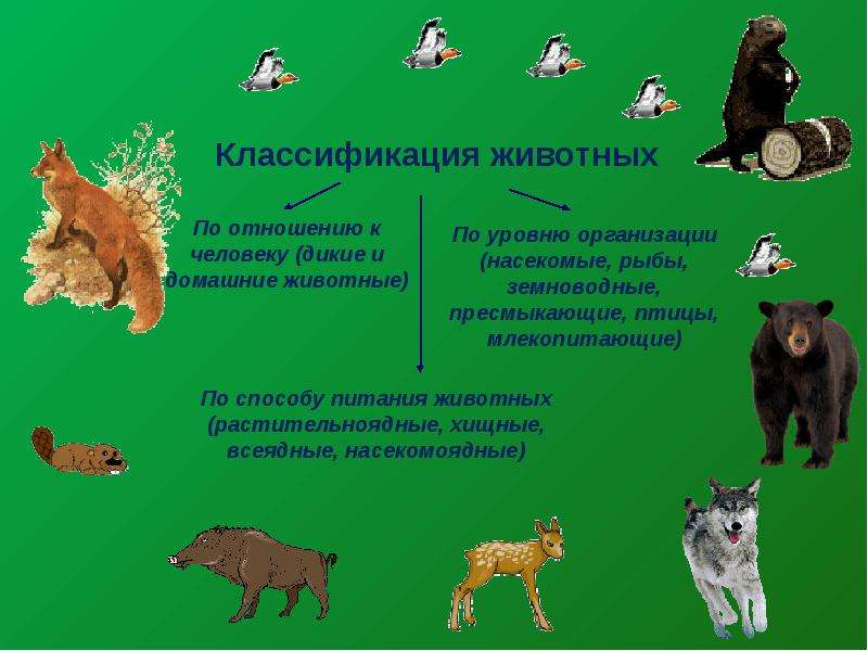 Классификация животных. Систематика домашних животных. Классификация домашних животных. Домашние животные классификация.