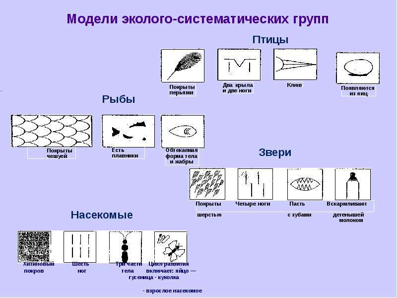 Модель обозначает. Схематически главные признаки насекомых рыб птиц зверей. Изобразил схематически главные признаки насекомых. С помощью схематических рисунков главные признаки насекомых. Модели эколого систематических групп.